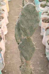 opuntia dillenii cactus plant on nursery