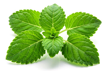 Medicinal tulsi leaves, isolated on white background