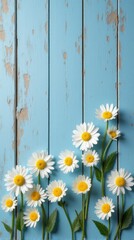 Fototapeta premium Collection of White and Yellow Daisies With Various Sizes Scattered Across a Rustic Blue Wooden Background