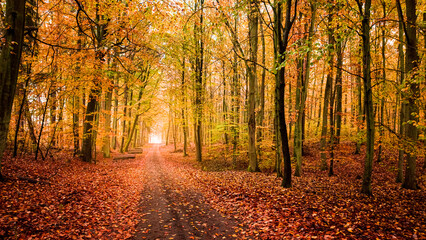 Fototapeta premium Leafy footpath at autumn in forest, Poland