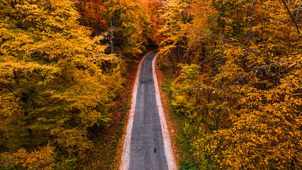 Stunning forest in the fall separated by a road.