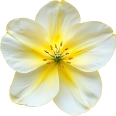 Obraz premium Close-Up of a Delicate Yellow and White Flower Blossom