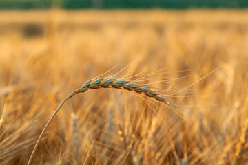 Fototapeta premium field with spikelets of ripe wheat