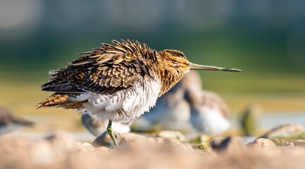 Common Snipe (Gallinago gallinago) is a bird that lives in wetlands and feeds on aquatic...