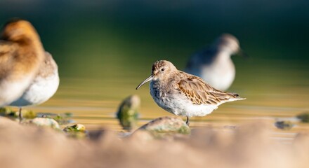 Dunlin (Calidris alpina) feeding in Kabaklı pond in Diyarbakır.