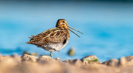 Common Snipe (Gallinago gallinago) is a bird that lives in wetlands and feeds on aquatic invertebrates. It is a common species in Turkey.