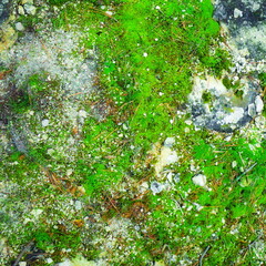 Moss Natural Texture Top View Green Nature Outdoor Vibrant Landscape Composition