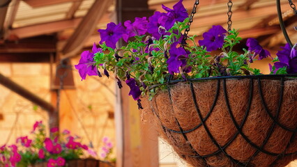 Flowers Vibrant Hanging Closeup Purple Outdoor Sunny Beautiful Garden