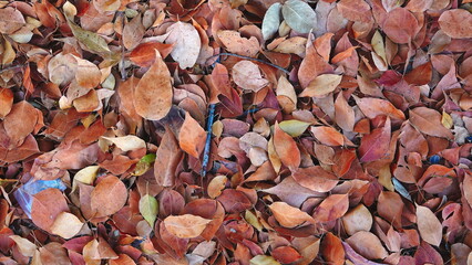 Leaves Fallen Closeup Multicolor Autumn Nature Background Rustic Natural Outdoor