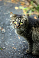 Portrait of cute street cat
