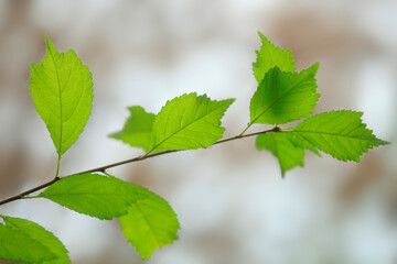 Colorful autumn plants on nature background