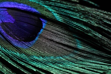 Fototapeta premium One beautiful peacock feather on black background, closeup