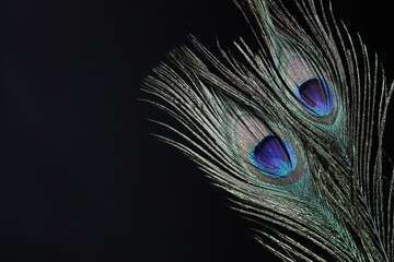 Obraz premium Two beautiful peacock feathers on black background, closeup. Space for text