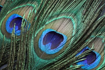 Obraz premium Beautiful bright peacock feathers as background, closeup