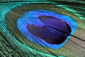Fototapeta premium Beautiful bright peacock feather as background, macro view