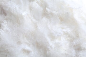 Many beautiful feathers as background, top view