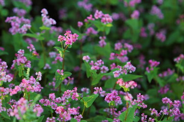 赤そばの花（高値ルビー）