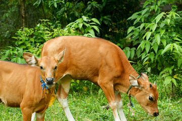 several Balinese cows were eating grass