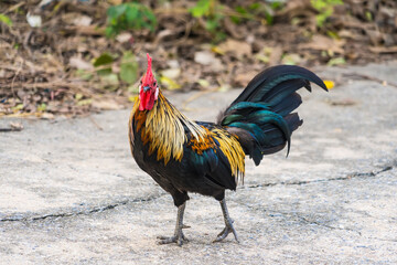 Urban Rooster in Vibrant Colors.