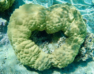 Heart-shaped coral formation in Bora Bora lagoon 