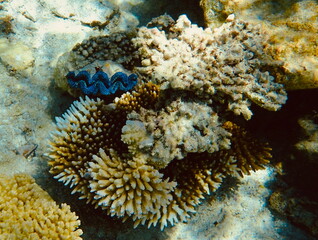 Vibrant coral reef ecosystem underwater in the crystal-clear lagoon of Bora Bora in French Polynesia