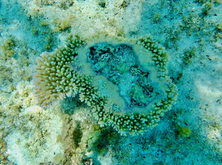 Vibrant coral reef ecosystem underwater in the crystal-clear lagoon of Bora Bora in French Polynesia