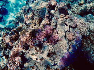 Vibrant coral reef ecosystem underwater in the crystal-clear lagoon of Bora Bora in French Polynesia