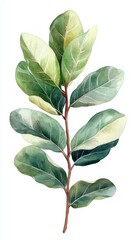 Obraz premium Ficus elastica leaf arrangement showcasing vibrant green hues
