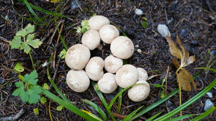 White Mushroom Cluster