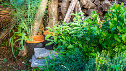 Garden with aromatic herbs