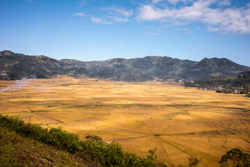 Golden fields of rice stretch across the landscape of Flores, Indonesia, with distant mountains and a clear blue sky creating a serene atmosphere.