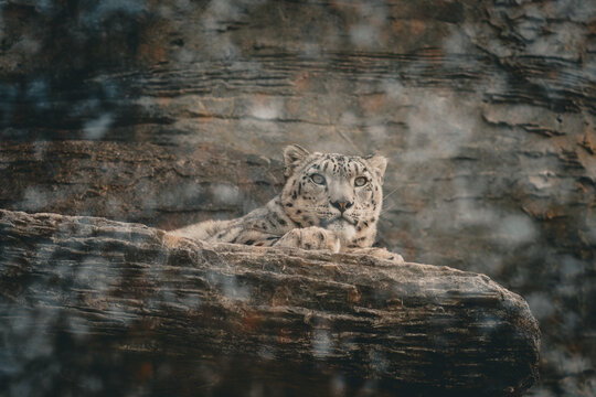 Snow Leopard, Marwell, zoo, endangered, captive, big cat, background, poster, wallpaper