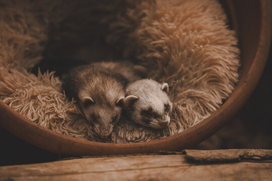 Sleeping ferrets, couple, loved ones, family, yawing, cute, soft, fur, warm, 