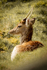 Deer headshot, photo, real, portrait, uk england, warm colours. side profile