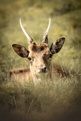 Deer headshot, photo, real, portrait, uk england, warm colours.