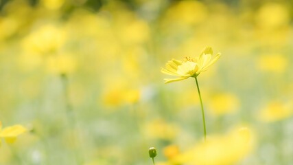 Fototapeta premium 秋の公園や花壇を彩るコスモス（キバナコスモス）のある風景。背景。自然風景素材。