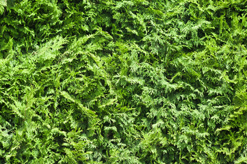 green background, close-up of thuja leaves in the photo