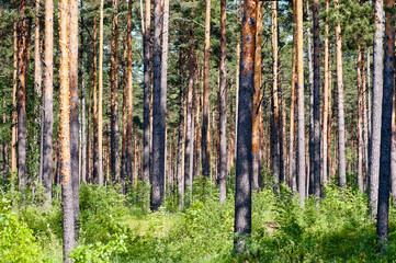 pine forest on a sunny day close up
