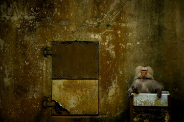 The Questioning Gaze