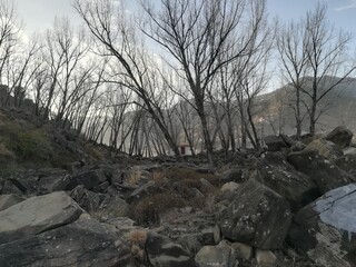 Whispers of Serenity: Amidst Leafless Trees and Stone