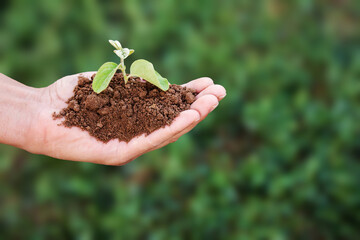 A man is holding a small plant in his hand on a green background. The plant is in the hands and surrounded by earth. The concept of environmental problems