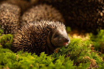 Tier des Jahres 2024 - Igel