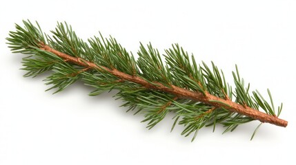 Evergreen pine branch, vibrant needles, isolated, natural beauty, botanical focus.