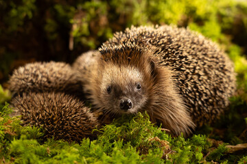 Tier des Jahres 2024 - Igel
