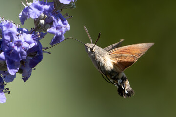 Taubenschwänzchen