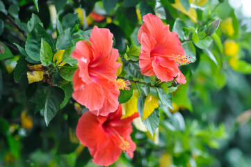 Chinese rose or Hibiscus or Hibiscus rosa sinensis or Hibisceae or Malvaceae , red hibiscus flower