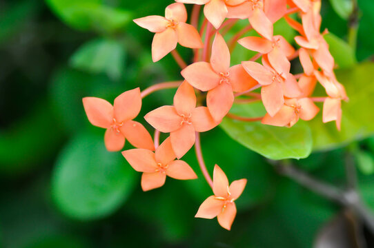 Ixora chinensis Lamk, Ixora spp or Zephyranthes or West Indian Jasmine and orange flower