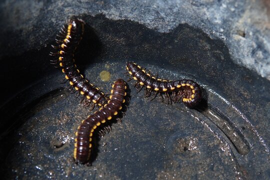 Harpaphe haydeniana or (Yellow-spotted millipede, almond-scented millipede, cyanide millipede, kaki seribu, luwing, luing, keluwing, luluh) which is creeping