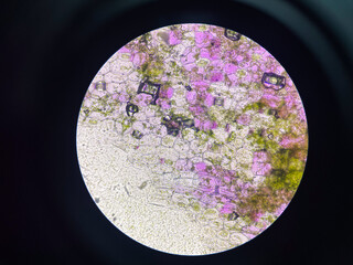 Plants cell