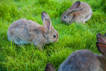rabbits eat the grass in the garden